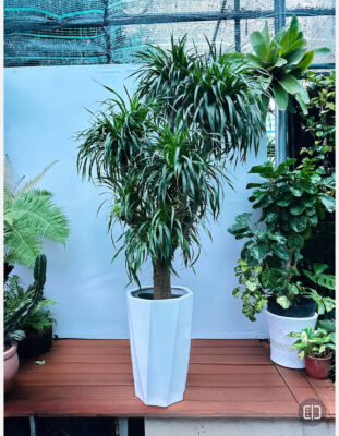 GreenVibes Địa Điểm Bán Cây Xanh Giá Tốt Tại Quận 2, Hồ Chí Minh