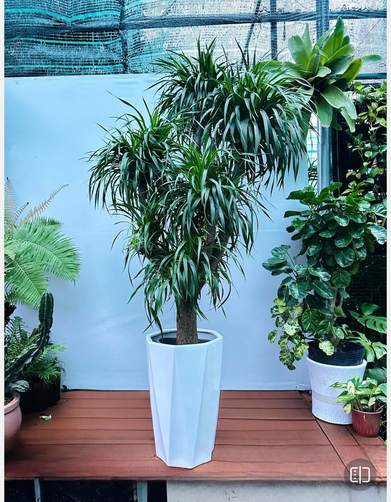 GreenVibes Địa Điểm Bán Cây Xanh Giá Tốt Tại Quận 2, Hồ Chí Minh