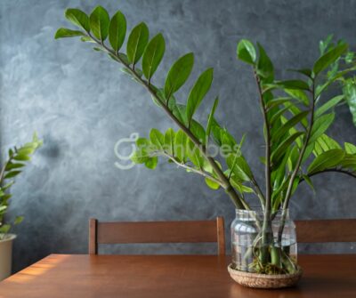 Mua Cây Tặng Khai Trương, Cây Tặng Sinh Nhật Ở Quận 2