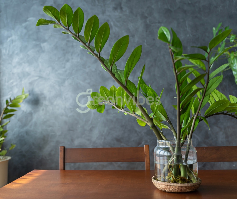 Mua Cây Tặng Khai Trương, Cây Tặng Sinh Nhật Ở Quận 2