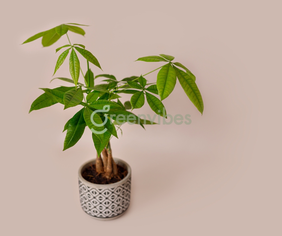 Cây Cảnh Làm Quà Tặng Khai Trương, Sinh Nhật