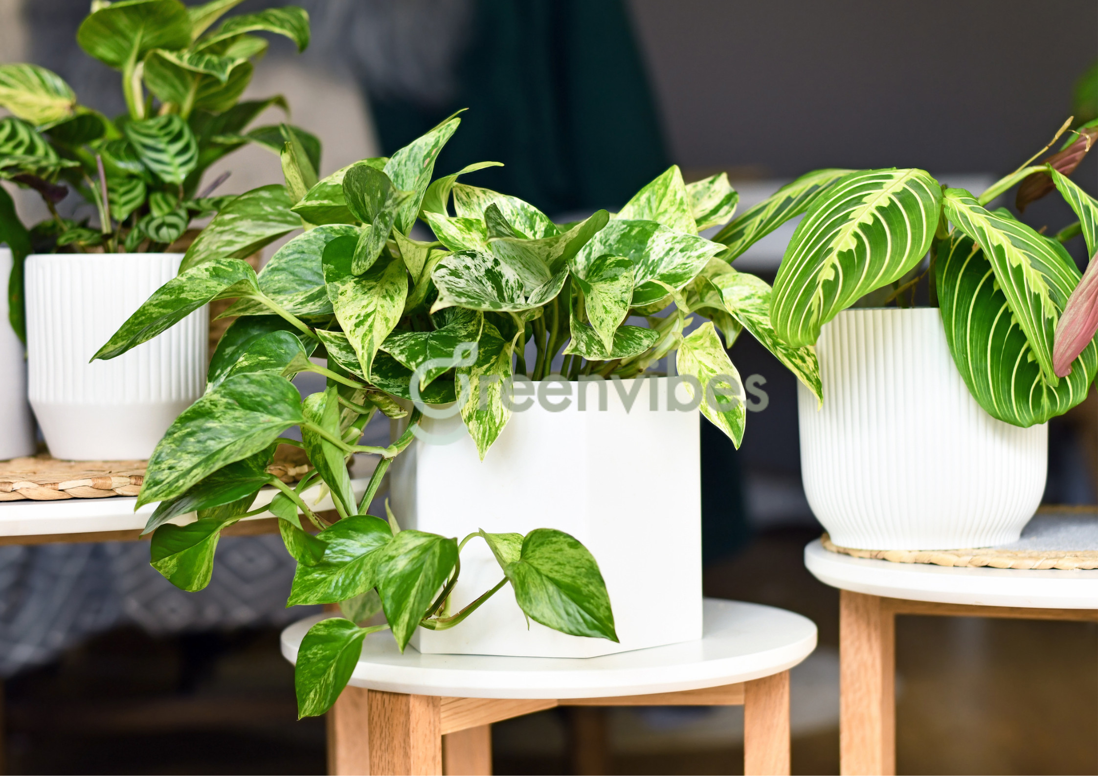 Cây trầu bà trang trí phòng khách, bàn làm việc, cạnh cửa sổ. Cây trầu bà trang trí phòng khách, bàn làm việc, cạnh cửa sổ.