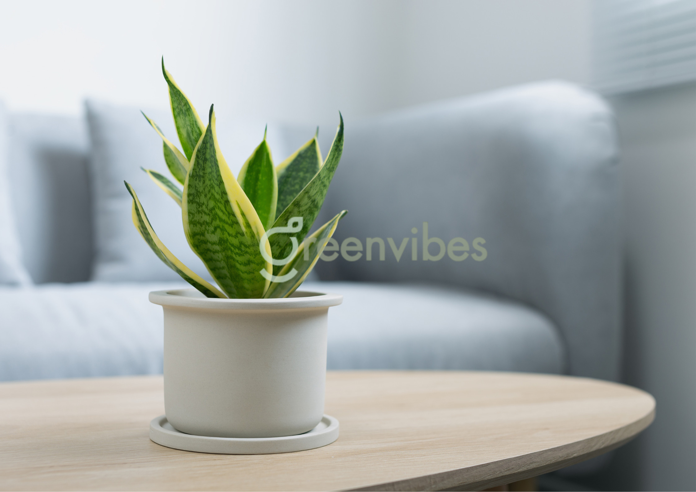 Cây lưỡi hổ - Cây cảnh mini để bàn đẹp