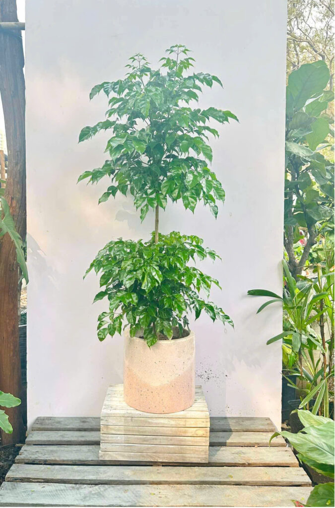 cây hạnh phúc 2 tầng