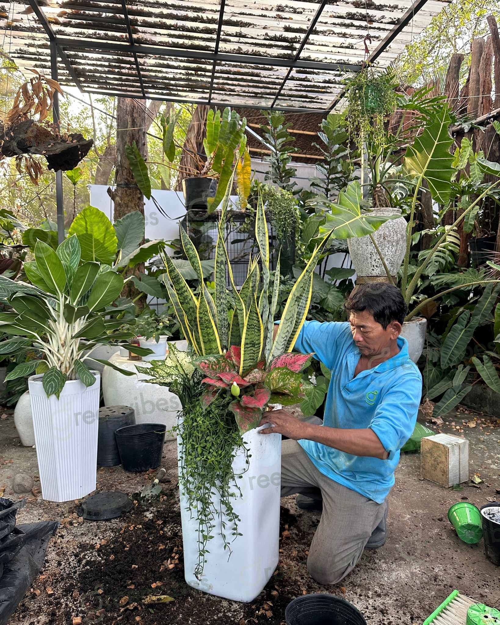 Bảo Dưỡng Cảnh Quan Sân Vườn, Ban Công Và Cho Không Gian Xanh Bảo Dưỡng Cảnh Quan Sân Vườn, Ban Công Và Cho Không Gian Xanh