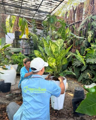Hướng Dẫn Chăm Sóc Cây Cảnh Sau Khi Mua Tại GreenVibes Quận 2