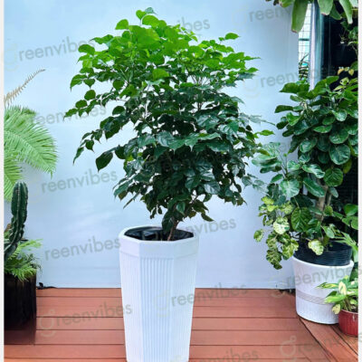 CHẬU HẠNH PHÚC 1 TẦNG