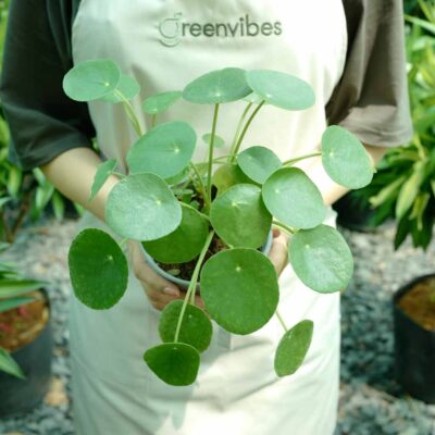 Cây cảnh mini để bàn văn phòng