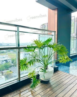 Bán Cây Xanh, Chậu Cây Tư Vấn Thiết Kế Cảnh Quan Sân Vườn Ban Công