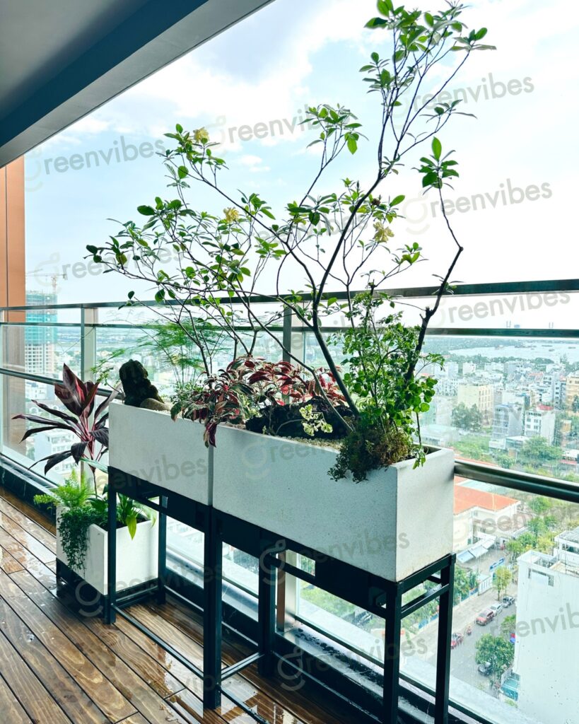 Cây Xanh Đô Thị Quận 2 cây Xanh Đô Thị Quận 2