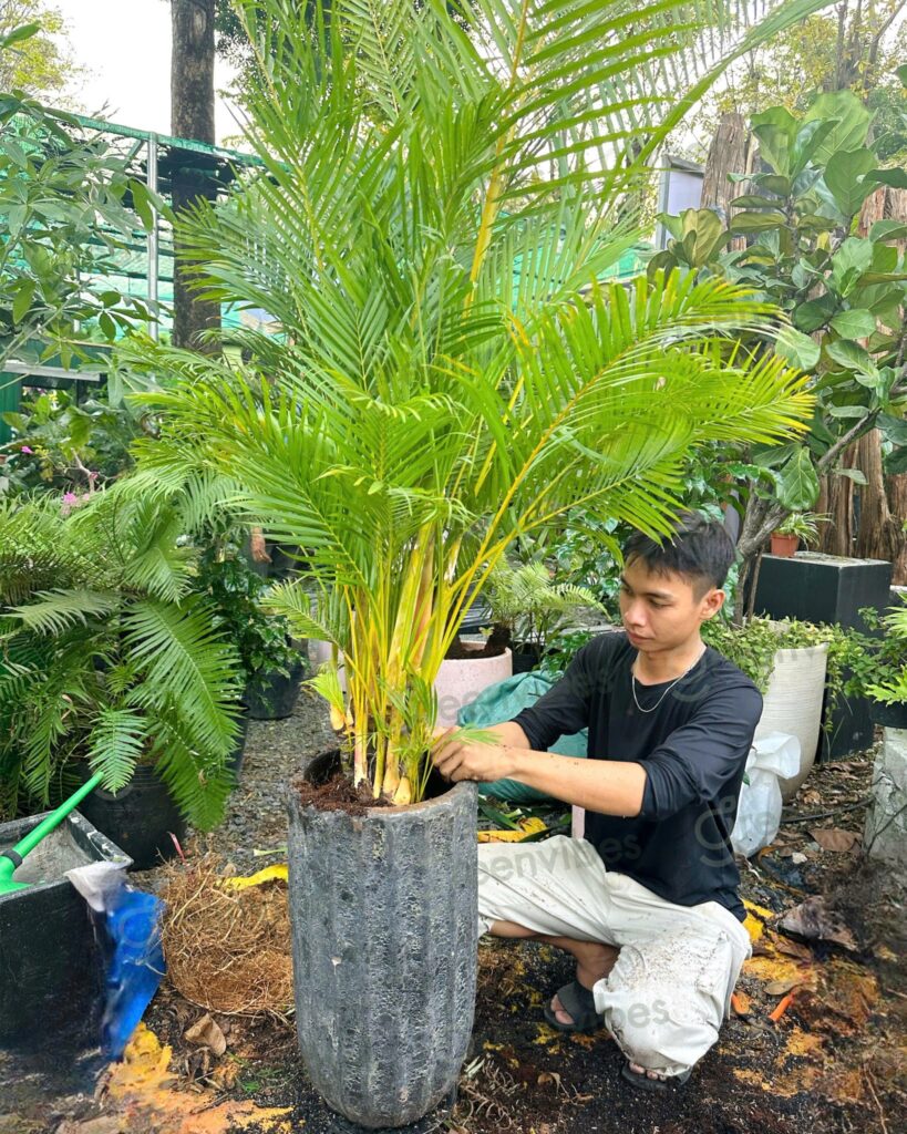 Cây Xanh Tại Nhà Quận 2 Cây Xanh Tại Nhà Quận 2