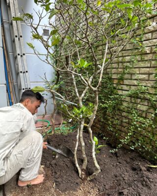 Bảo Vệ Cây Cảnh Quận 2 Bí Quyết Không Gian Sống Xanh