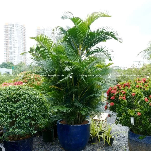 Dịch Vụ Chăm Sóc Cây Xanh, Bảo Dưỡng Cây Xanh Cảnh Quan