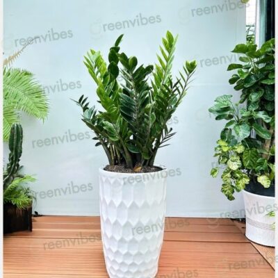 CHẬU CÂY KIM TIỀN/KIM PHÁT TÀI