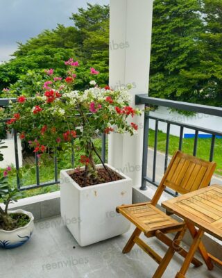Cách Trang Trí, Chăm Sóc Cây Ban Công Đơn Giản Tại Nhà