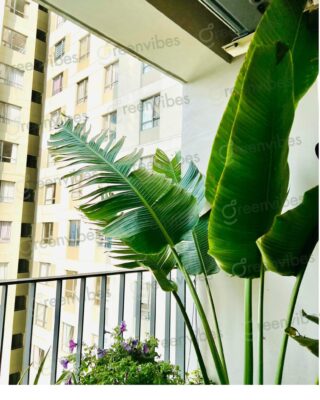 Dịch Vụ Chăm Sóc Ban Công Tại Quận 2 Giá Tốt, Hỗ Trợ Tận Nhà