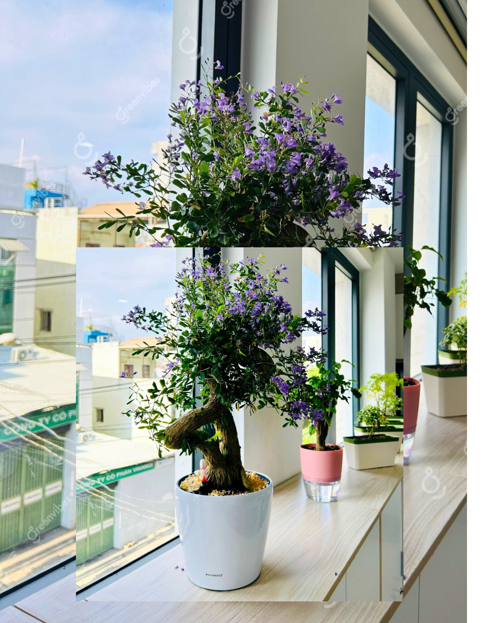 Nên Trang Trí Ban Công Bằng Cây Xanh
