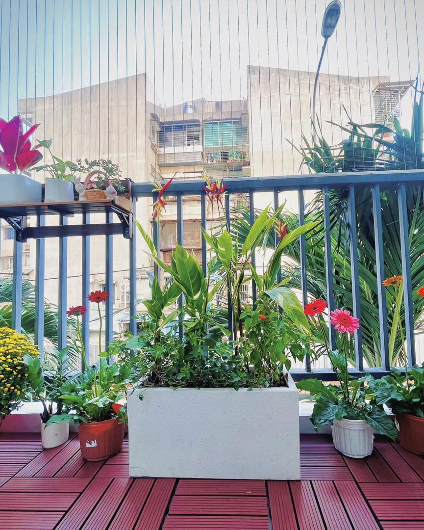 Đặt Lịch Chăm Cây Tại Nhà Khu Vực HCM Theo Hotline: 0866 88 6789