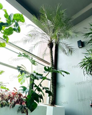 Chăm Sóc Cây Xanh Quận 2 Vào Mùa Mưa