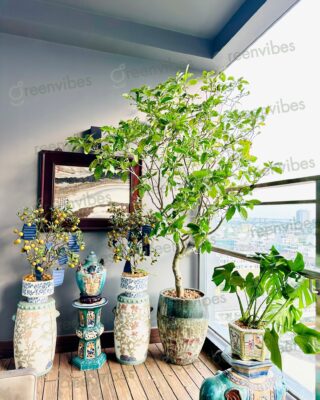 Chăm Cây Văn Phòng, Chăm Cây Ban Công Giá Rẻ Dịch Vụ Tận Tình
