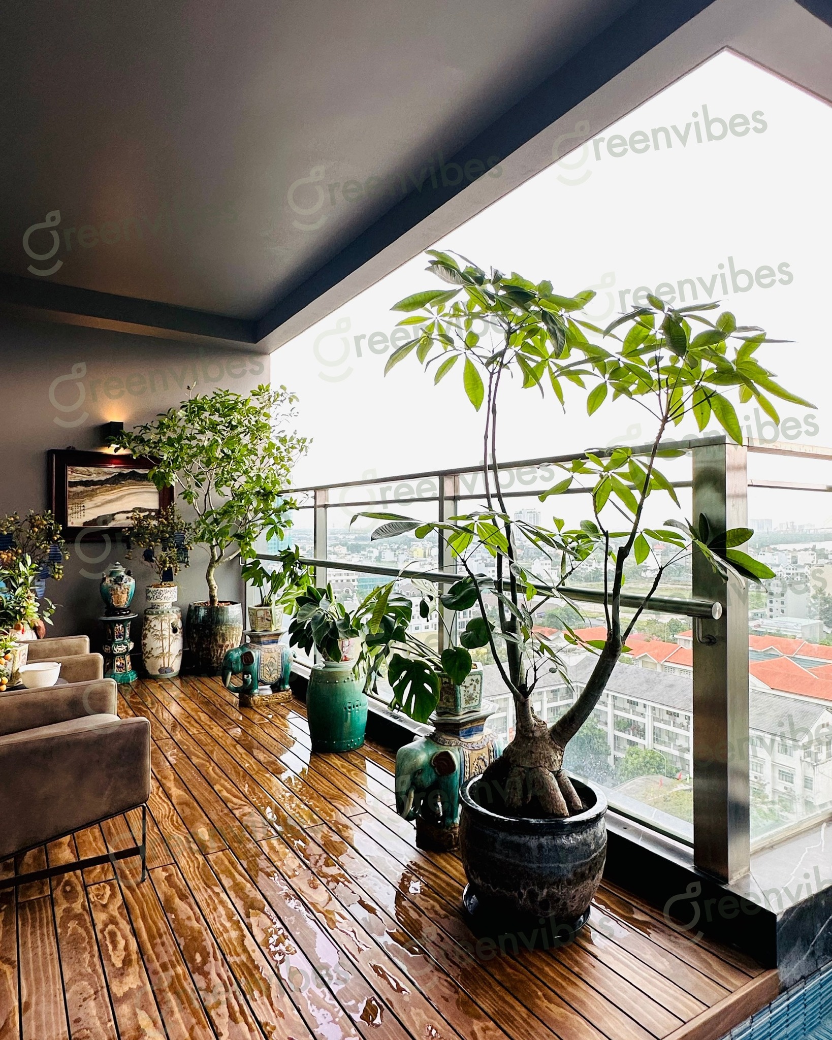 Chăm Cây Ban Công, Văn Phòng Mua Cây Xanh Đẹp Giá Tốt Chăm Cây Ban Công, Văn Phòng Mua Cây Xanh Đẹp Giá Tốt