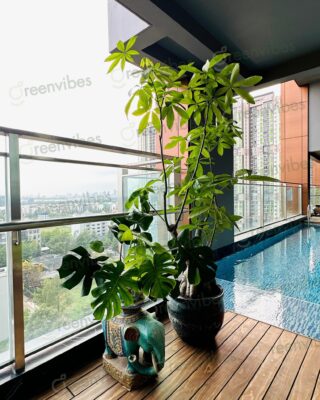 Dịch Vụ Chăm Cây Xanh, Mua Cây Xanh Giá Tốt Tại Quận 2