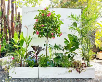 Dịch Vụ Chăm Cây Tận Nơi Tại Sân Vườn, Ban Công