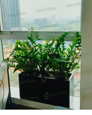 Cây Ban Công Xanh Đẹp Cho Căn Hộ, Chung Cư Tươi Mát Tại Quận 2