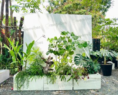 Đội Ngũ Bán Cây, Tư Vấn Dịch Vụ Chăm Sóc Cây Ban Công, Sân Vườn, Văn Phòng