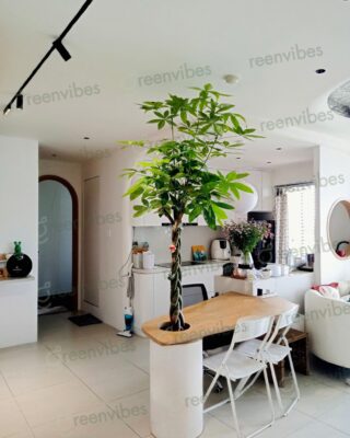 Dịch Vụ Chăm Cây Văn Phòng, Thiết Kế Cảnh Quan Văn Phòng Đẹp