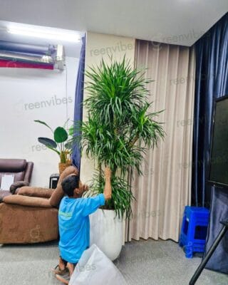 Dịch Vụ Cắt Tỉa Và Bảo Dưỡng Cây Xanh Quận 2 Chuyên Nghiệp