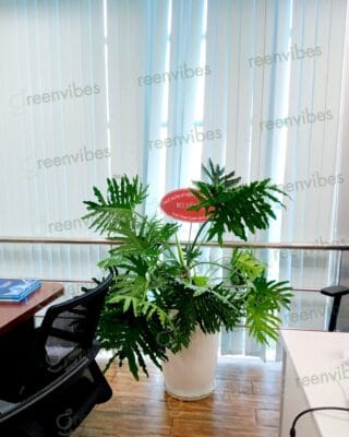 Hướng Dẫn Chọn Cây Xanh Trồng Ban Công, Mua Cây Xanh Quận 2