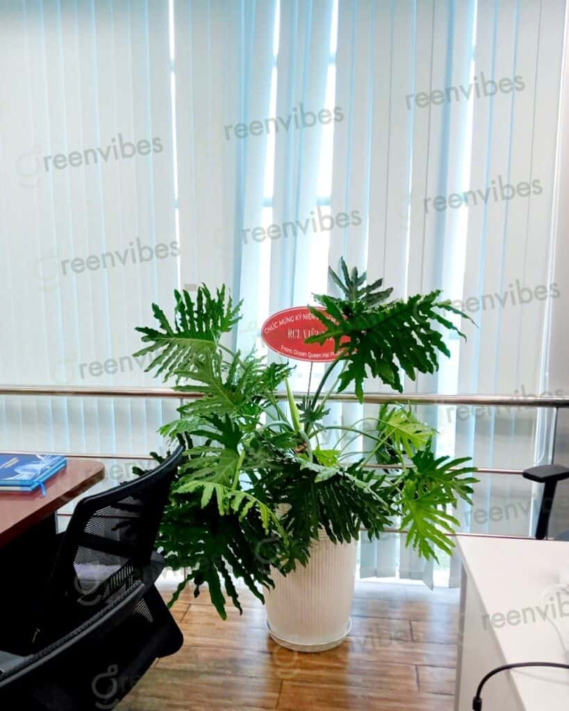 Cây Xanh Ở Quận 2 Cây Xanh Ở Quận 2