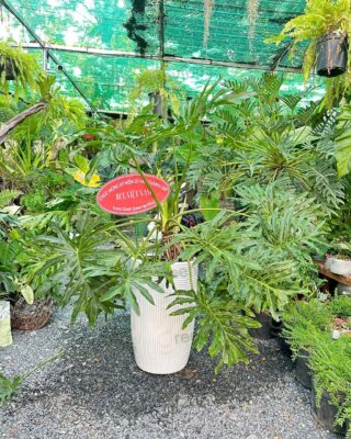 Cách Chọn, Chăm Cây Xanh Ban Công Tại Quận 2 Phù Hợp