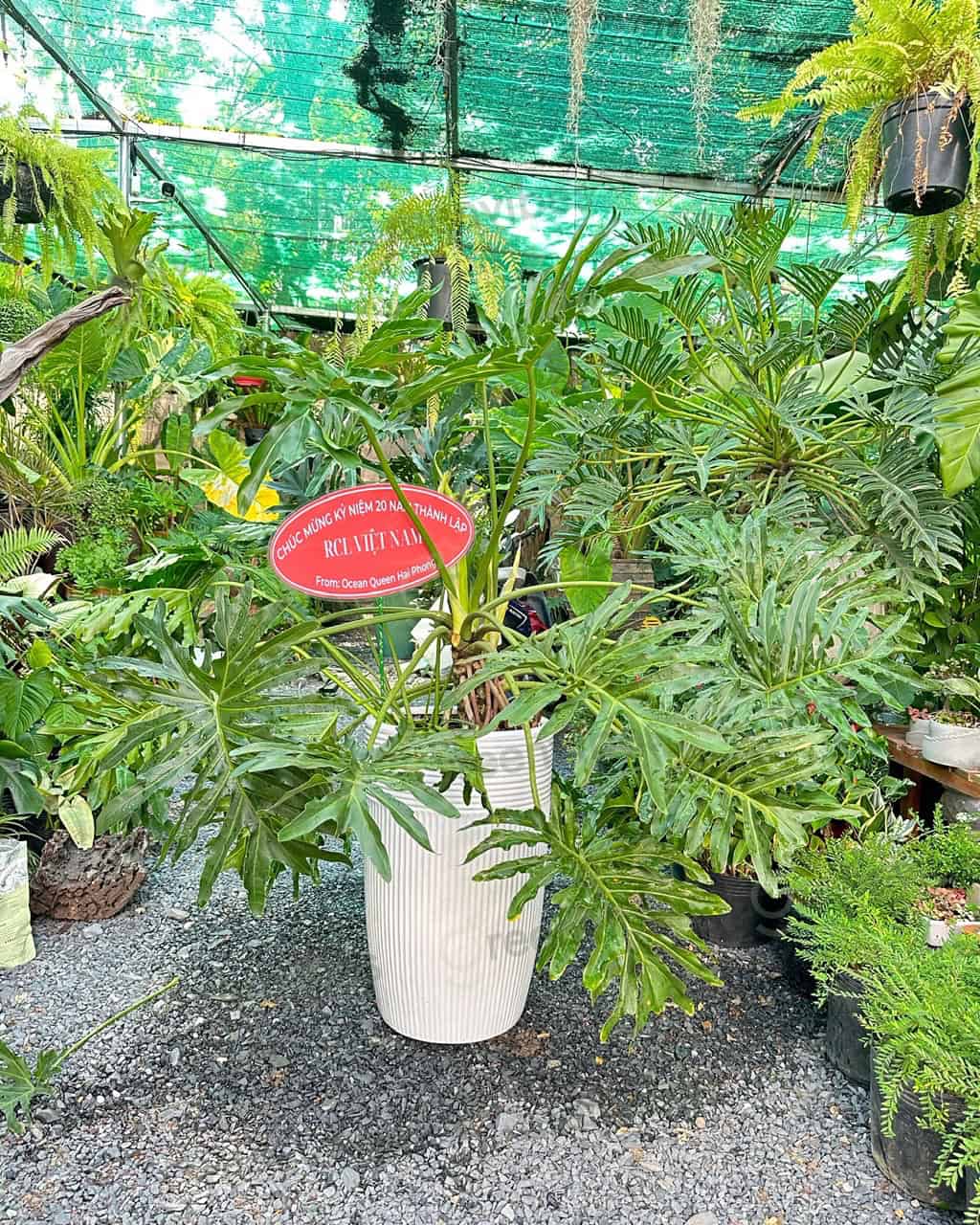 Mua Cây Cảnh Phong Thủy Quận 2 – Giao Nhanh Trong Ngày