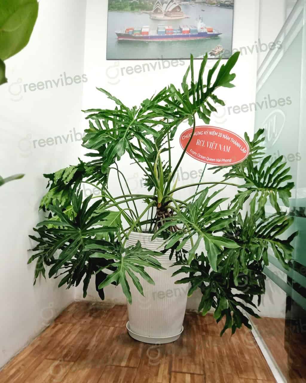 Địa Điểm Bán Cây Xanh Giá Rẻ Tại Quận 2 Được Tin Chọn
