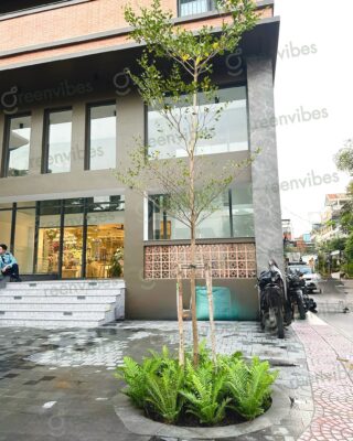 Dịch Vụ Chăm Cây Và Mua Cây Xanh Quận 2 Giao Đến Theo Yêu Cầu