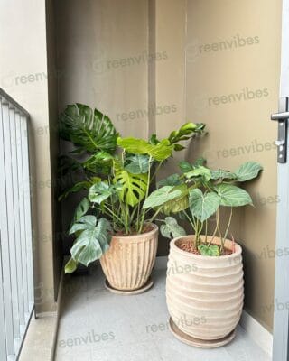 Chăm Cây Xanh Tại Ban Công Tận Nơi