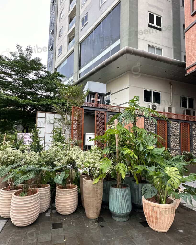 Cây Cảnh Quận 2 Cây Cảnh Quận 2