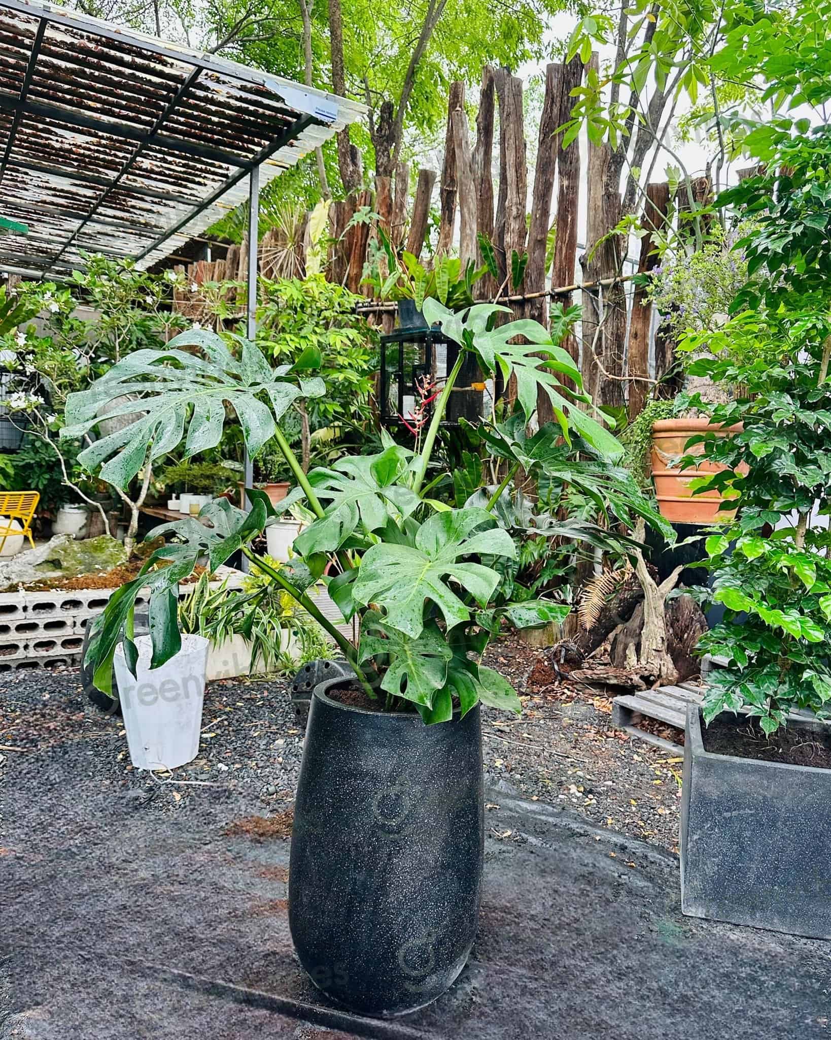Cung Cấp Cây Xanh Văn Phòng Quận 1 Giải Pháp Xanh Toàn Diện Cung Cấp Cây Xanh Văn Phòng Quận 1 Giải Pháp Xanh Toàn Diện