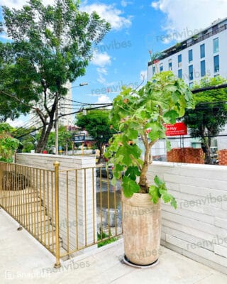 Áp Dụng Trí Tuệ Nhân Tạo Trong Việc Chăm Sóc Cây Xanh Thành Thị Quận 2