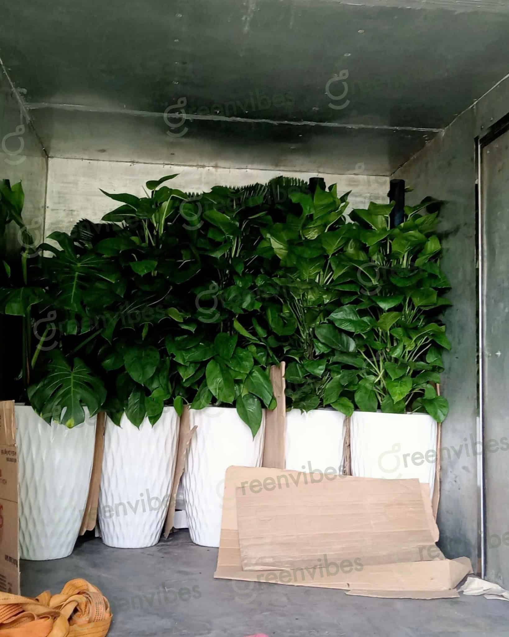 Dịch Vụ Chăm Cây Tận Nơi Q1 Linh Hoạt, Tiện Lợi, Chuyên Nghiệp Dịch Vụ Chăm Cây Tận Nơi Q1 Linh Hoạt, Tiện Lợi, Chuyên Nghiệp