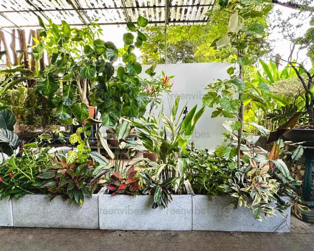 Cây Cảnh Quận 2 Cây Cảnh Quận 2