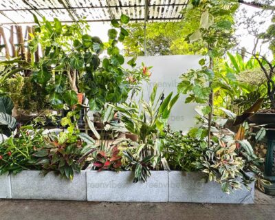 Mua Cây Xanh Quận 2 Chất Lượng – Không Gian Sống Xanh Cùng Greenvibes