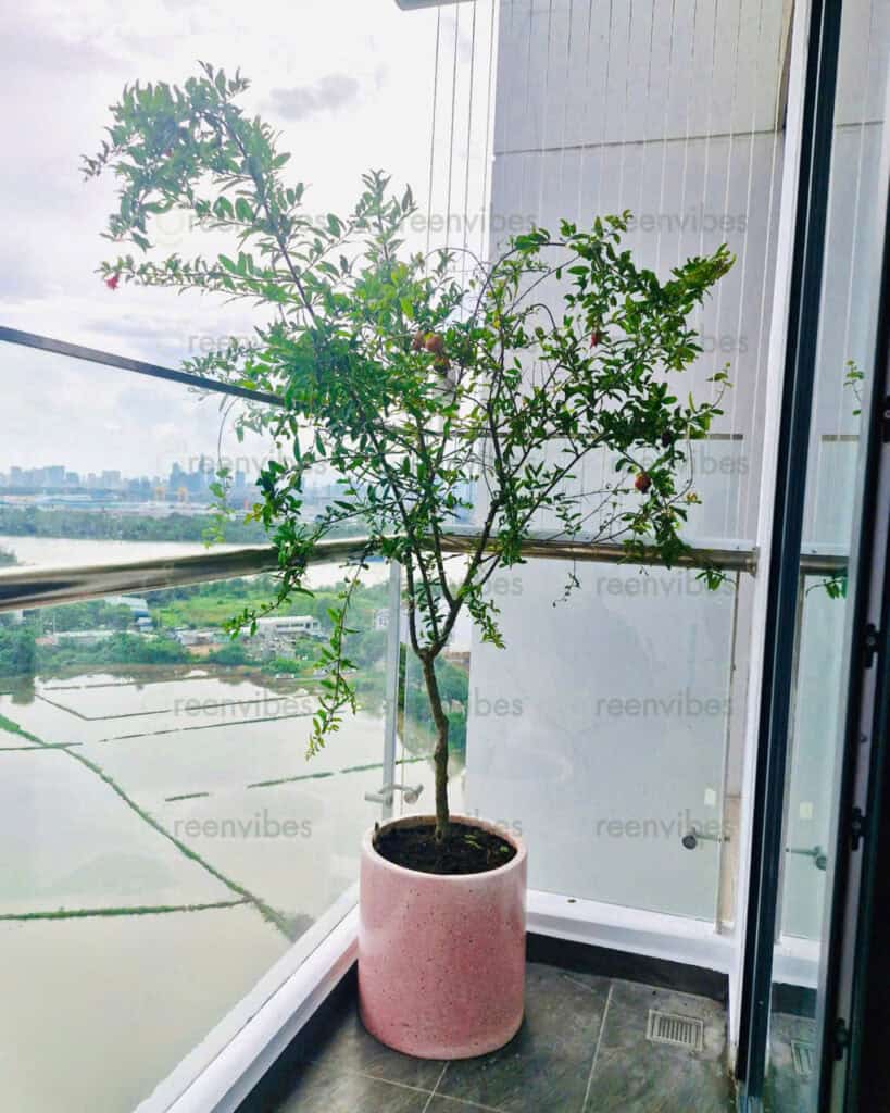 Cây Cảnh Cá Nhân Quận 2 Cây Cảnh Cá Nhân Quận 2