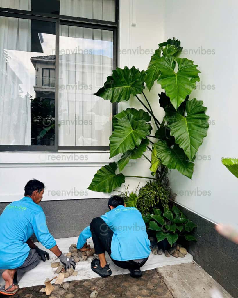 Cây Xanh Quận 2 Cây Xanh Quận 2