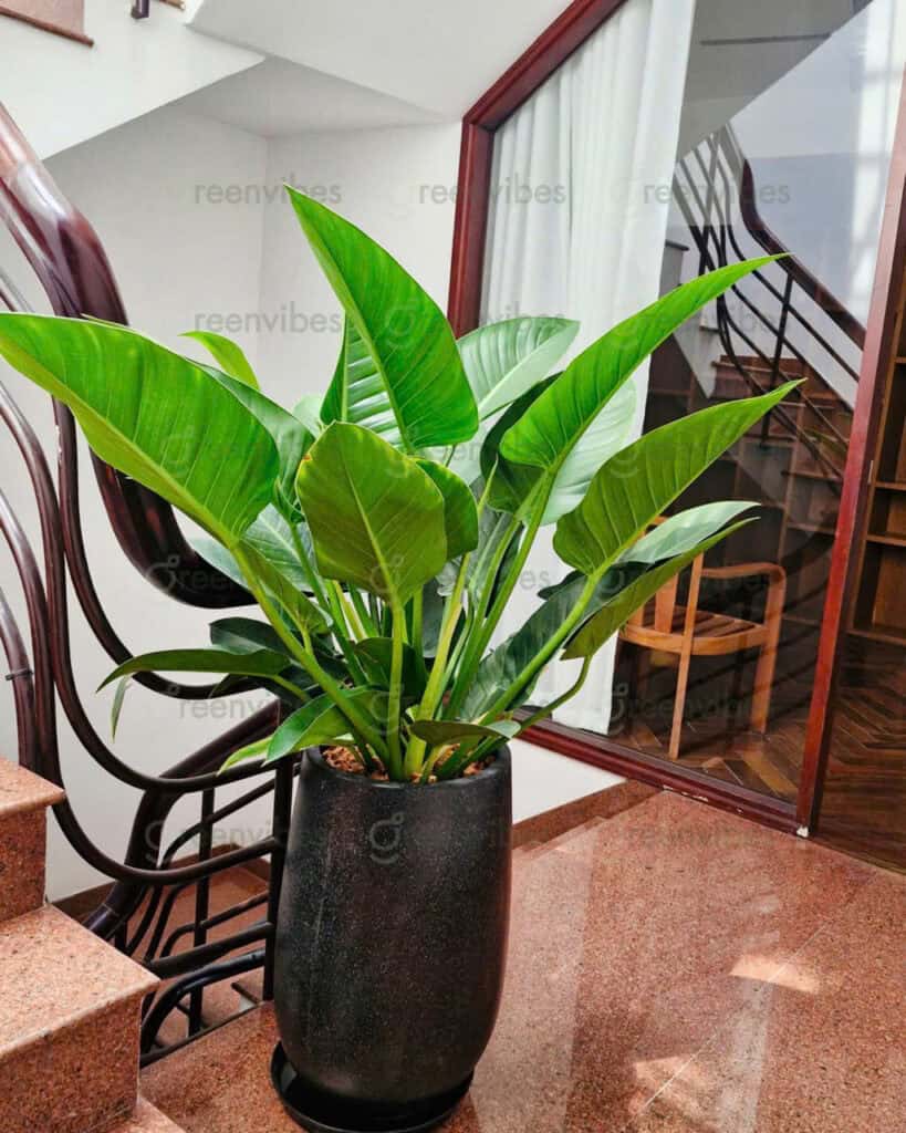 Cây Xanh Ở Quận 2 Cây Xanh Ở Quận 2