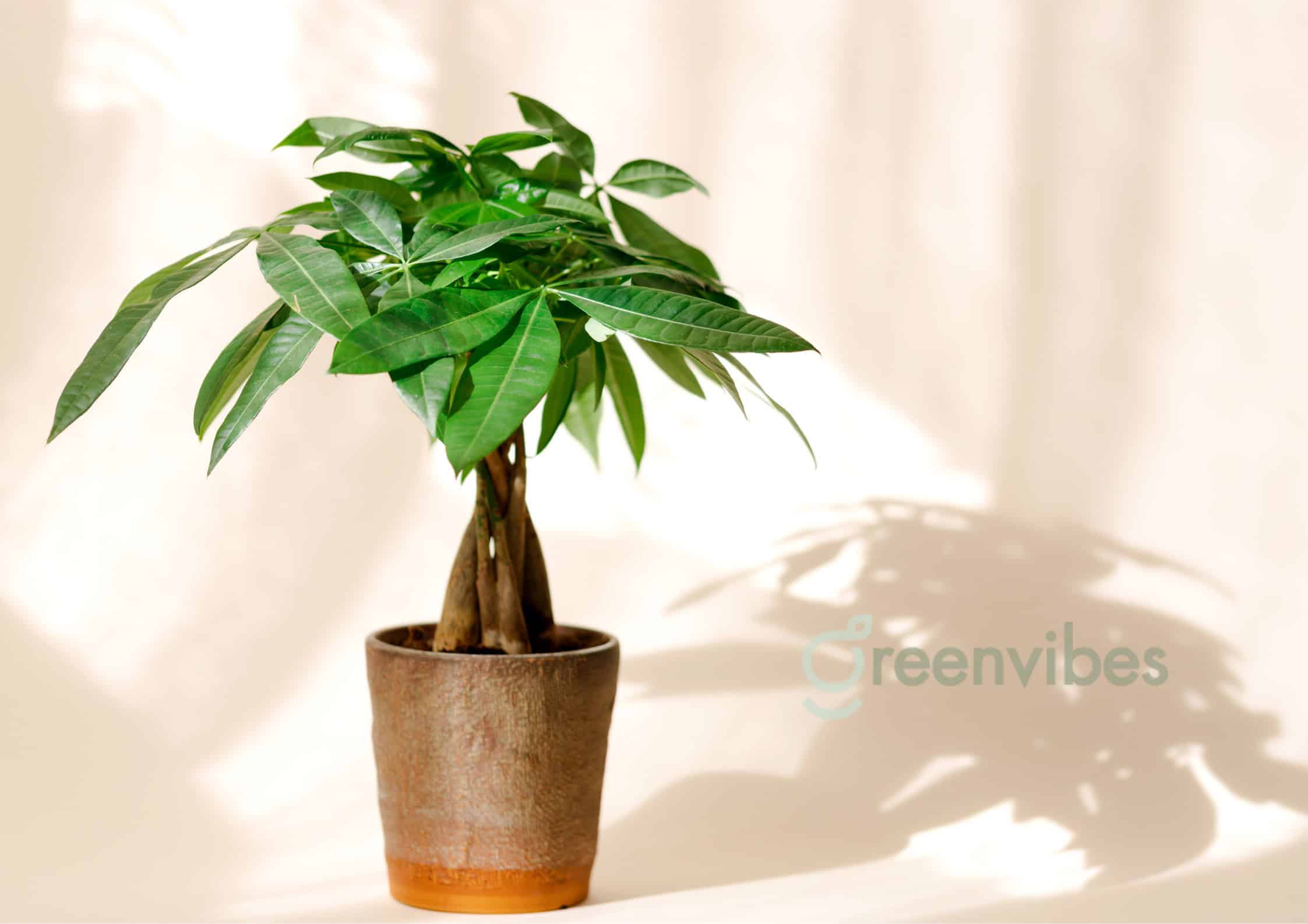 Cây kim ngân hợp phong thủy Cây kim ngân hợp phong thủy