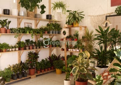 Tầm Quan Trọng Của Việc Bảo Vệ Và Phát Triển Cây Xanh Đô Thị Quận 2