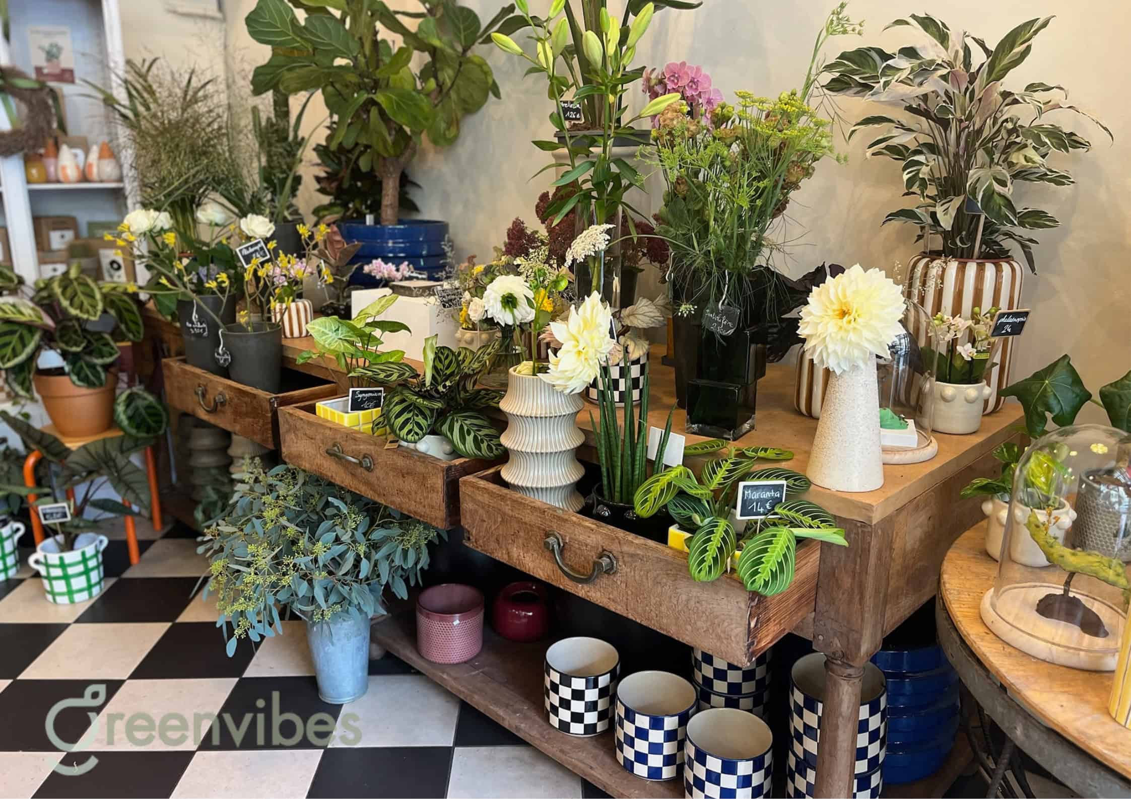 Mua Cây Tại Các Vườn Cây Cảnh Quận 2 Greenvibes Mua Cây Tại Các Vườn Cây Cảnh Quận 2 Greenvibes